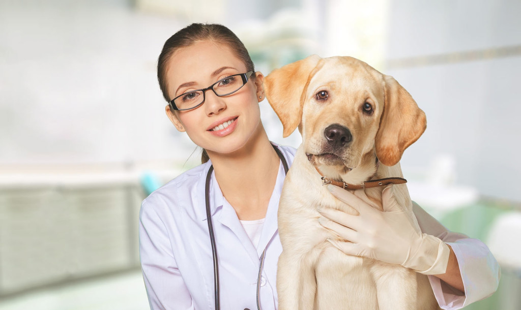 Com que frequência levar o seu pet ao veterinário?