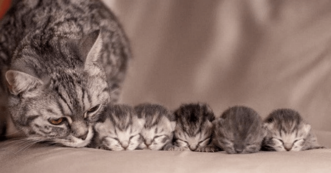 Quando se podem separar os gatinhos da sua mãe?