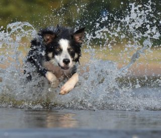 É possível acostumar o cachorro com a água?