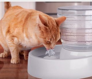 Fonte de Água para gatos