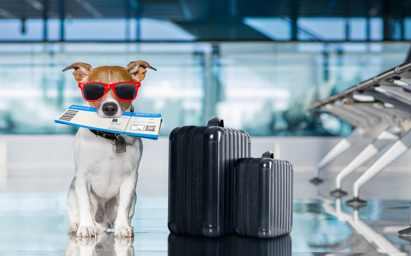 Viajar de avião com cachorro: Dicas e Cuidados - Porto Filhote