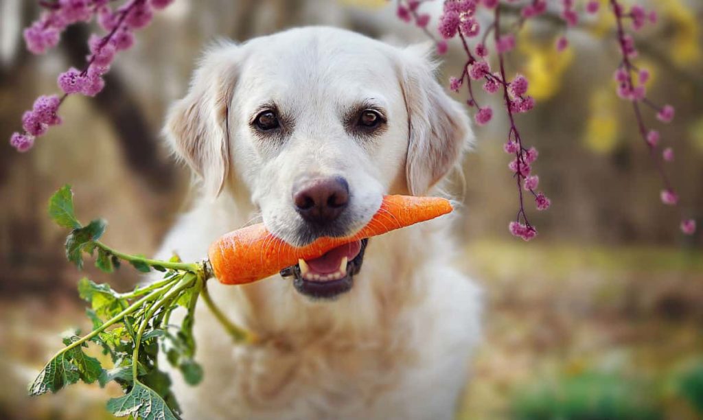 Alimentos que o seu cachorro pode comer – Veja as opções